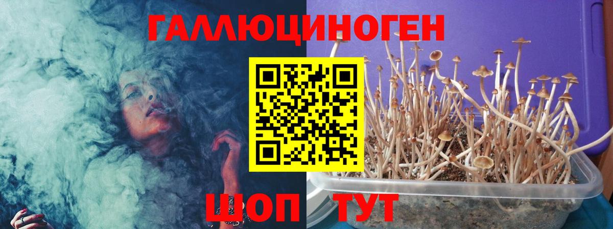 Галлюциногенные грибы Cubensis Тара